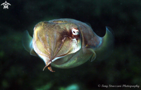 A Mourning Cuttle