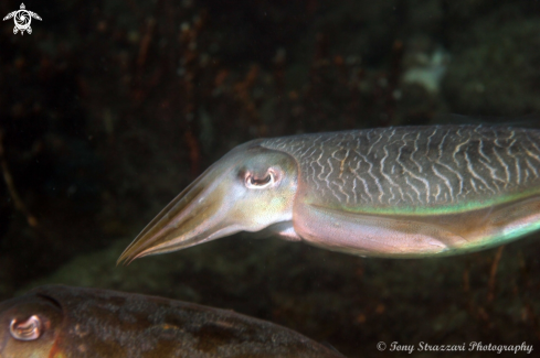 A Mourning Cuttle