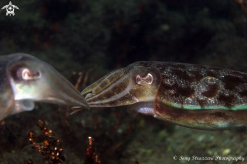 A Mourning Cuttle