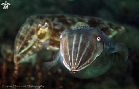 A Mourning cuttle