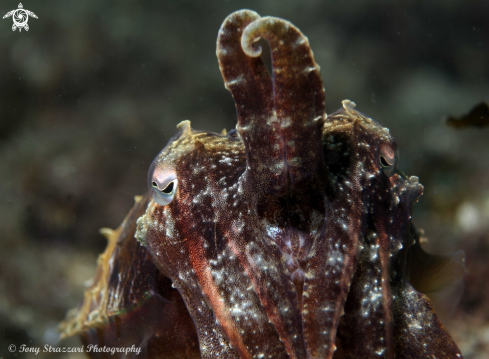 A Mourning cuttle