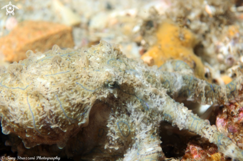 A Blue-lined octopus