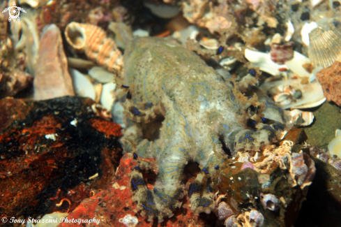 A Blue-lined octopus