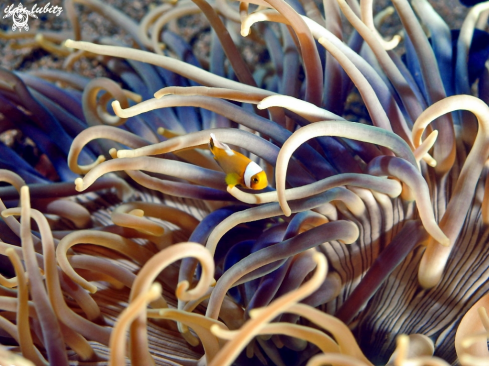 A Anemone