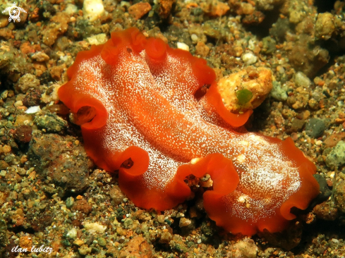 A Pseudocero. sp | flatworm