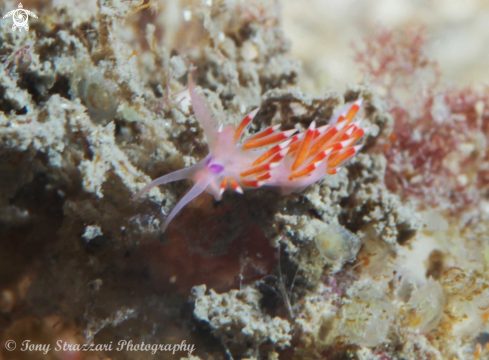 A Purple-red Flabellina