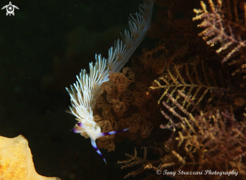 A Blue Dragon -White  Colour Variation