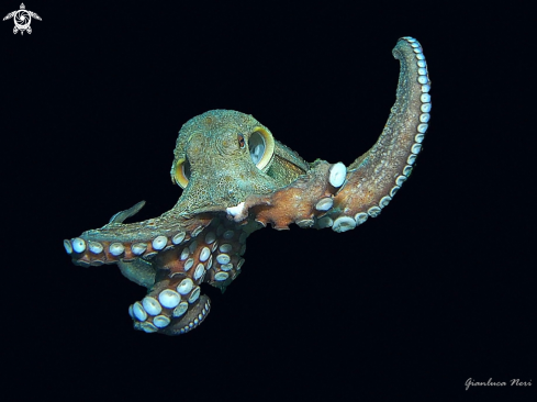 A Octopus vulgaris | Polpo