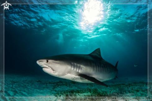 A Tiger Shark