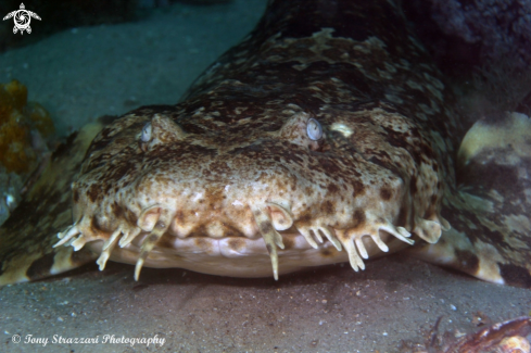 A Dwarf ornate wobbegong