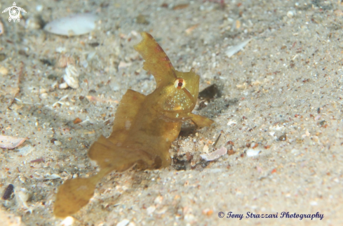 A Yellow Crested Weedfish