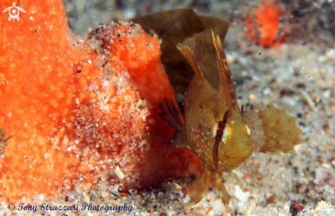 A Yellow Crested Weedfish