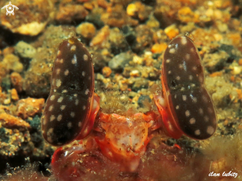 A Lysiosquillina lisa | Mantis Shrimp