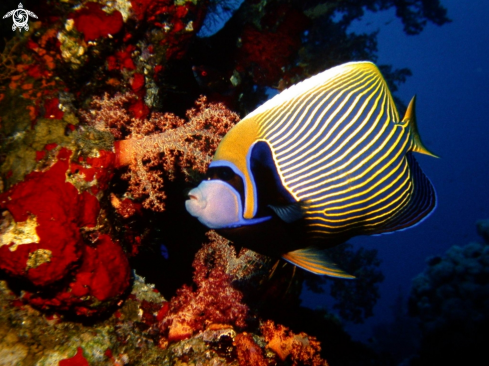 A Pomacanthus imperator | Emperor angelfish