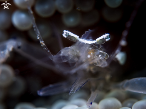 A Anemone Shrimp