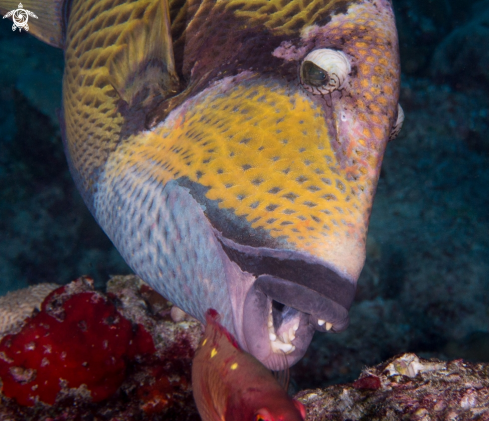 A Titan Triggerfish