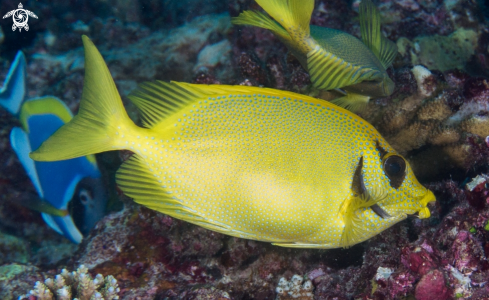 A Blackeye Rabbitfish