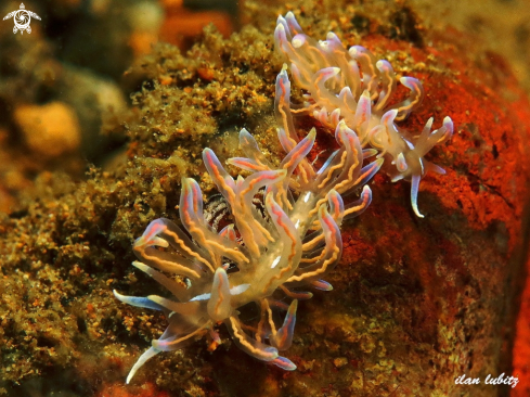 A Phyllodesmium opalescens | nudibranch