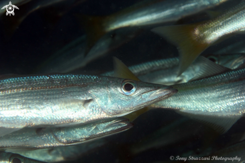 A Yellowfin Pike