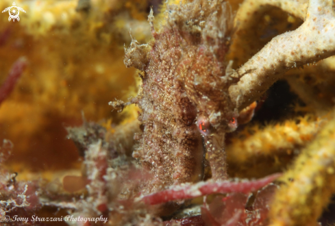 A White's seahorse