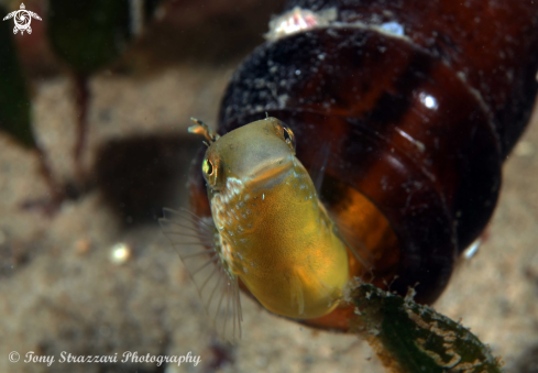 A Hit & Run Fang Blenny