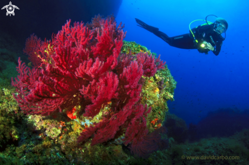 A Paramuricea clavata | Gorgonian