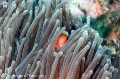 A Anemonefish