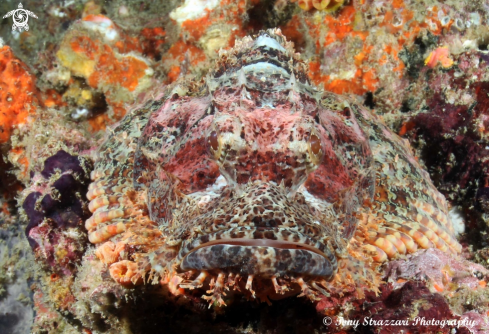 A Painted Scorpionfish