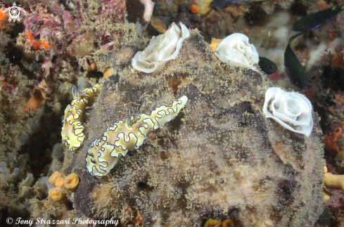 A Black-Margined Glossodoris