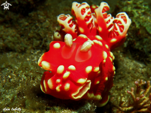 A nudibranch