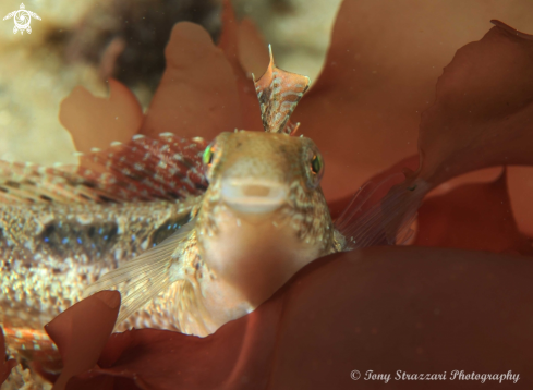 A Brown Sabretooth Blenny