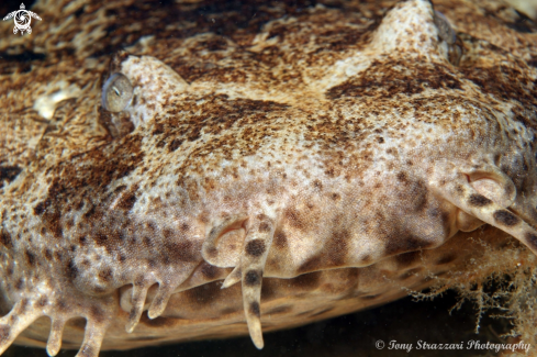 A Dwarf ornate wobbegong