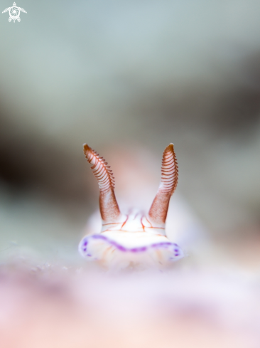 A Hypselodoris sp.