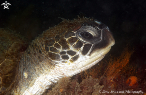 A Green turtle