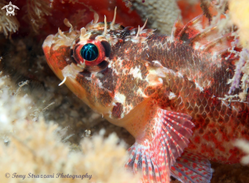 A Pygmy Rock Cod