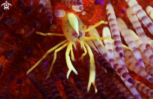 A crinoid shrimp