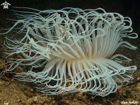 A tube anemone