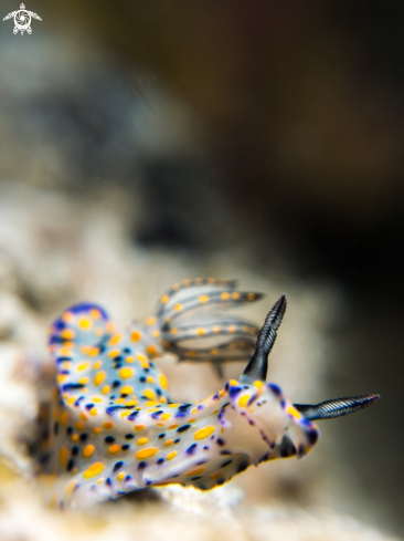 A Hypselodoris kanga