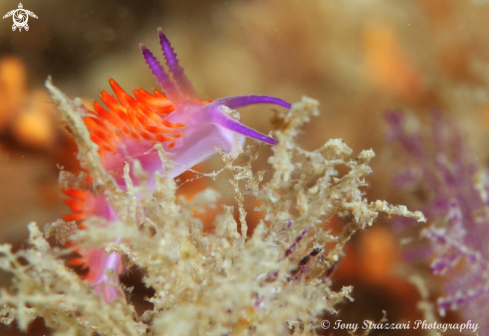 A Undescribed flabellina