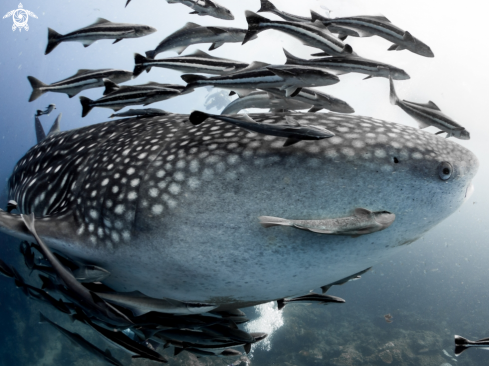 A Rhincodon typus | Whale Shark