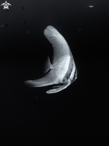 A Longfin Batfish