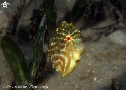 A Pygmy leatherjacket