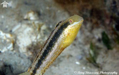 A Hit & Run Fang Blenny