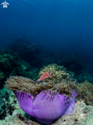 A Pink Anemonefish