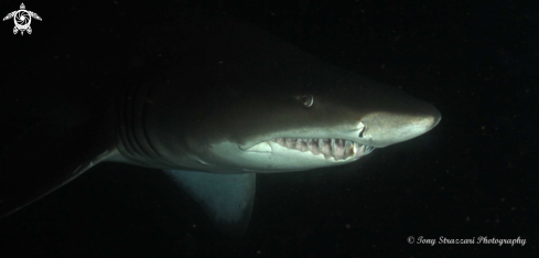 A Grey Nurse Shark (Sand Tiger, Ragged Tooth)