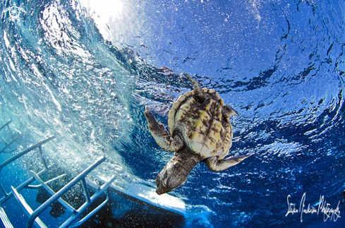 A Baby Loggerhead Turtle