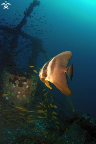 A Platax teira | Pesce Pipistrello