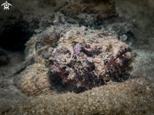 A Scorpionfish