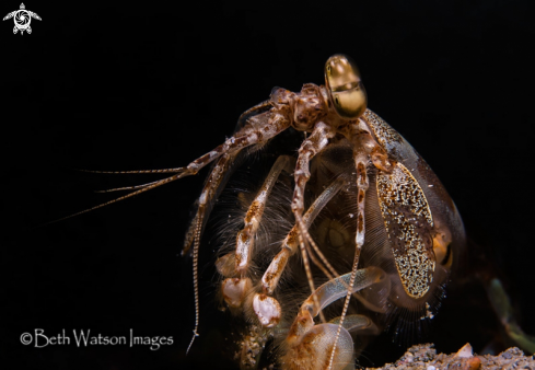 A Spearing Mantis Shrimp