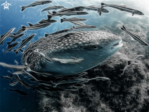 A Whale Shark